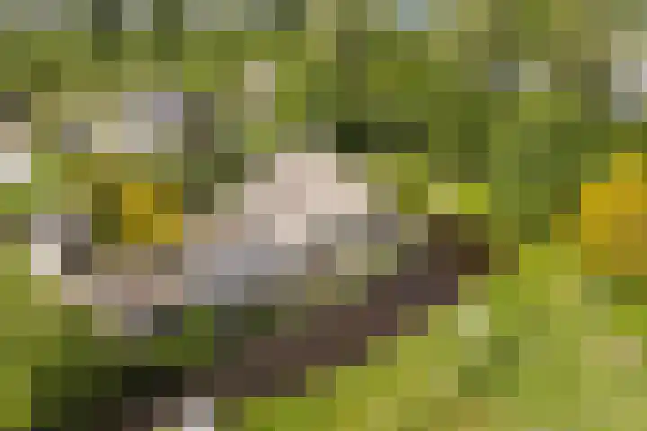 Scheepsbouwersweg 13 Landsmeer thumbnail 7