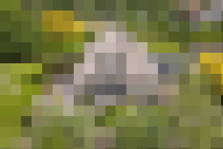 Scheepsbouwersweg 13 Landsmeer thumbnail 8
