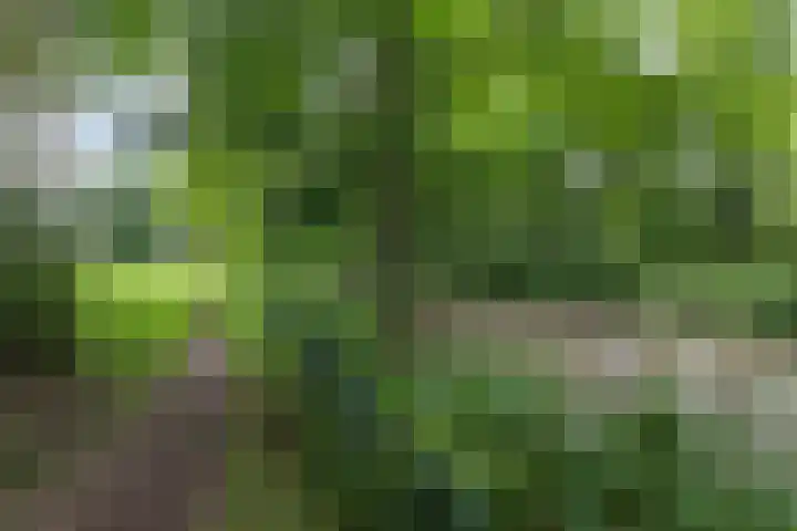 Scheerdersdonk 713 Apeldoorn thumbnail 30