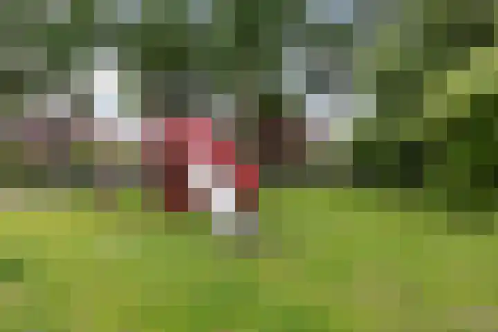 Scheerdersdonk 713 Apeldoorn thumbnail 31