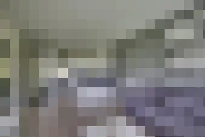 Scheerling 149 Kampen thumbnail 14