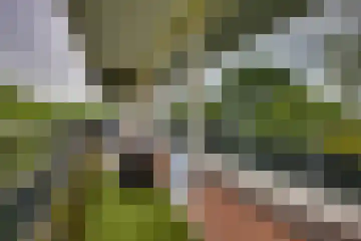 Scheerling 149 Kampen thumbnail 21