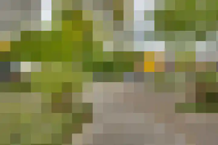 Scheerling 149 Kampen thumbnail 27