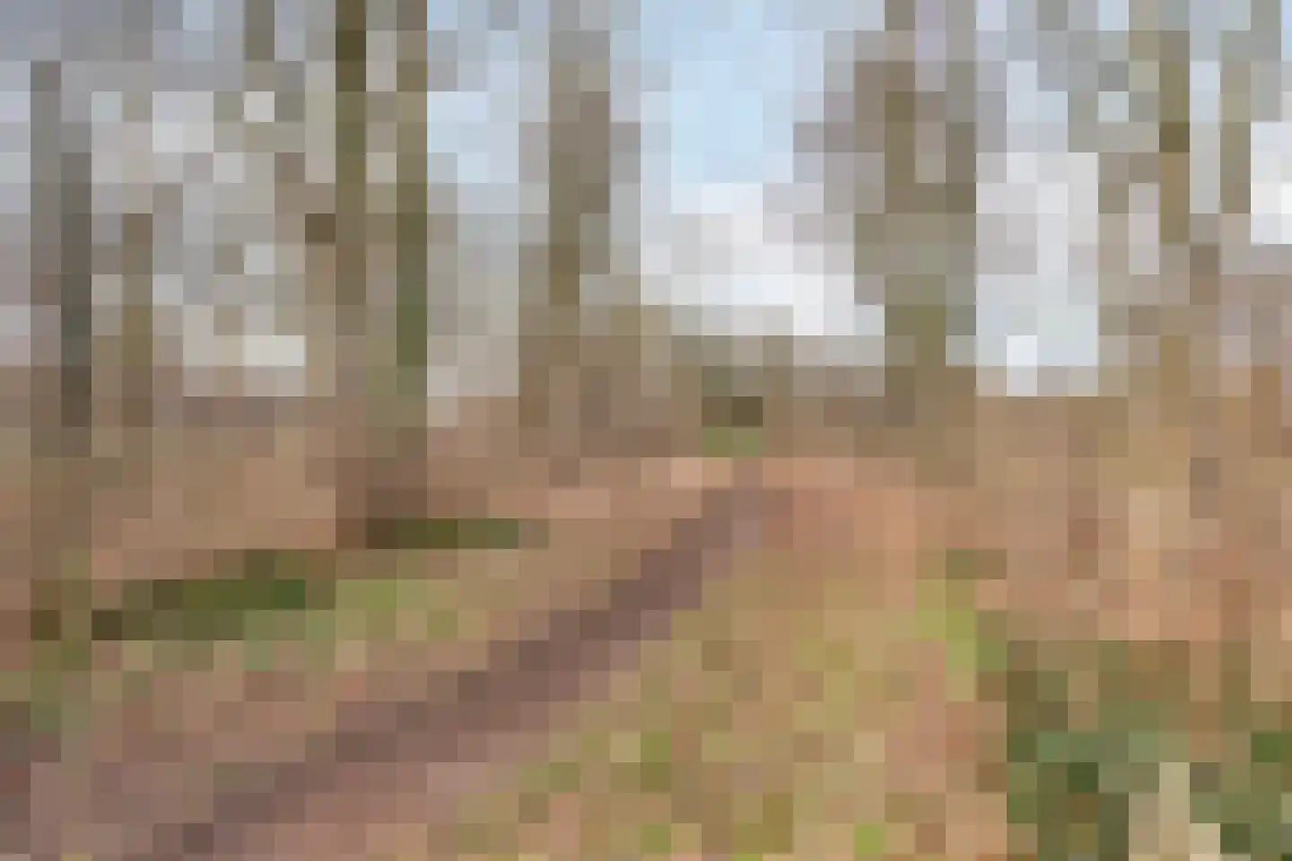 Scheerling 46 Grave thumbnail 40