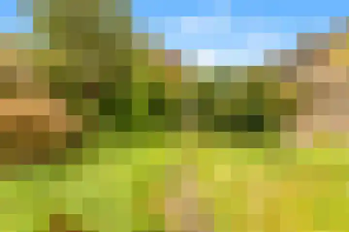 Scheerling 8 Castricum thumbnail 29