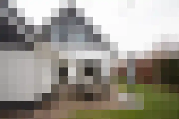 Scheermolen 47 Wierden thumbnail 58