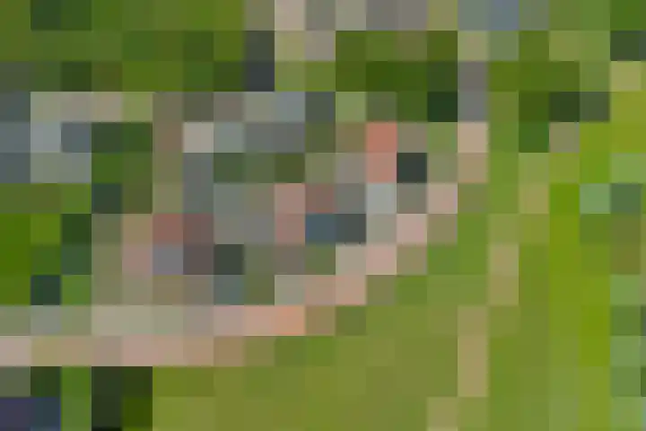 Scheermolen 58 Wierden thumbnail 28