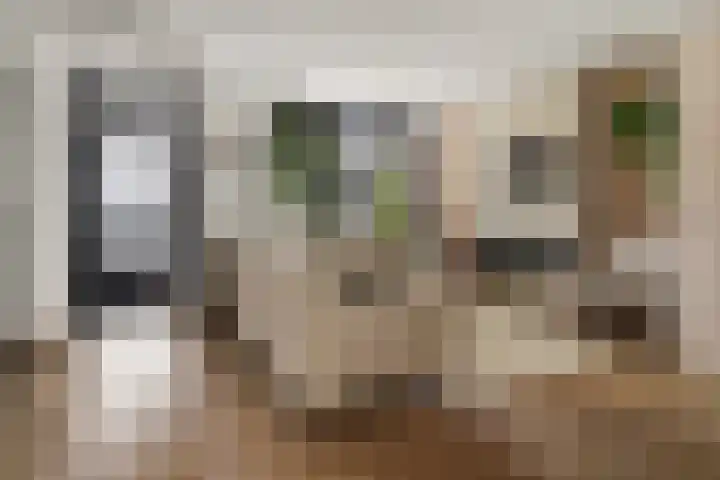 Schegcamp 11 Houten thumbnail 11