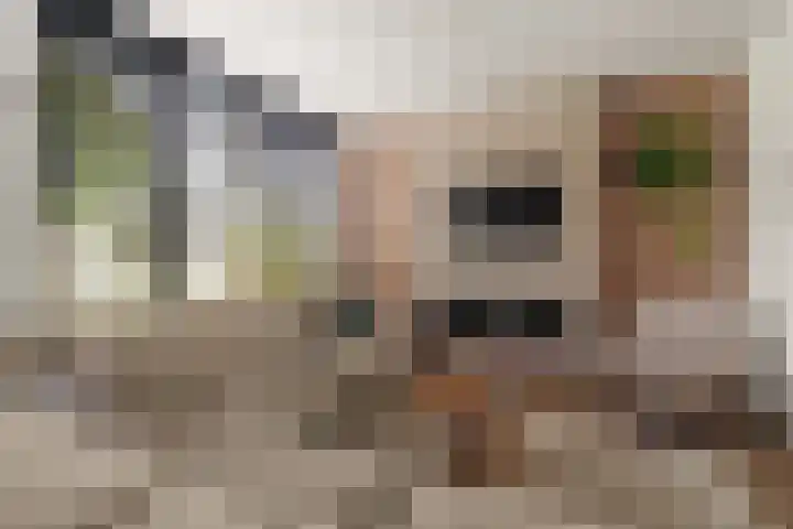Schegcamp 11 Houten thumbnail 12