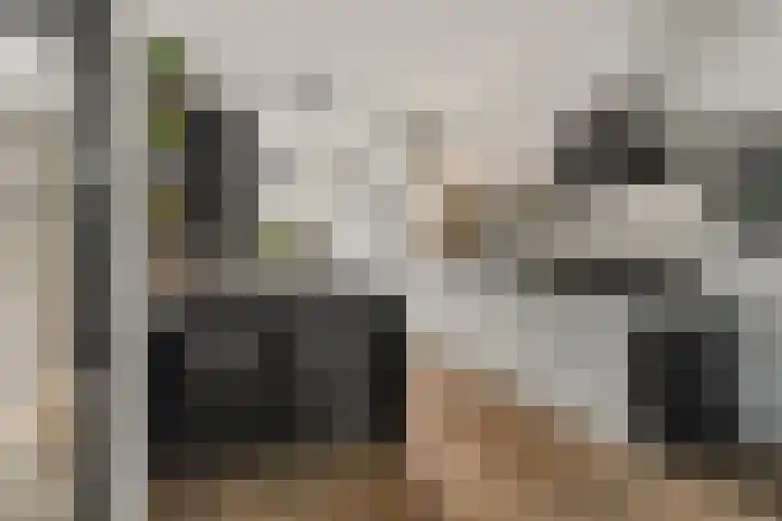 Schegcamp 11 Houten thumbnail 6