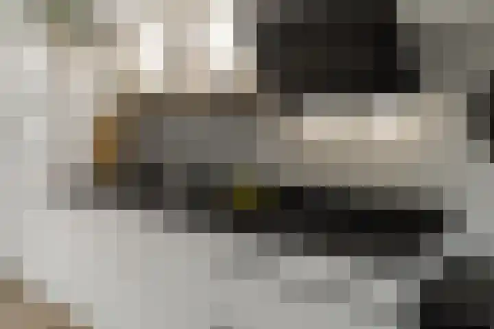 Schegcamp 11 Houten thumbnail 7