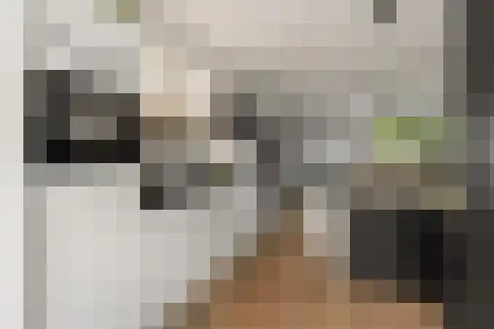 Schegcamp 11 Houten thumbnail 9