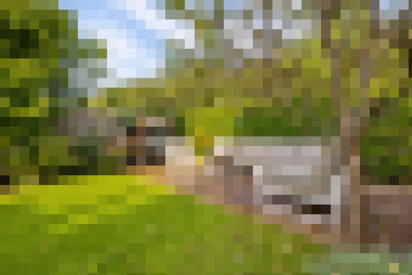 Schegcamp 30 Houten thumbnail 31