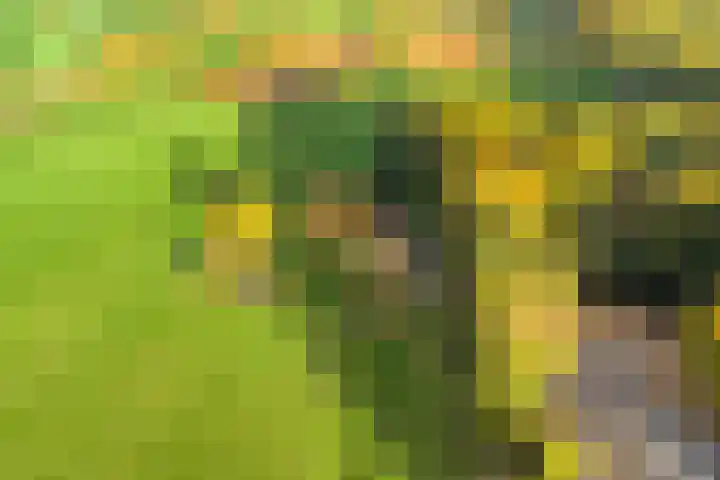 Scheggertdijk 39 Almen thumbnail 42