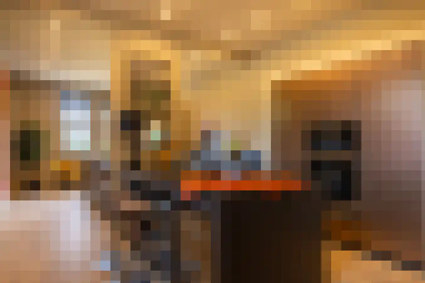 Scheggertdijk 47 Almen thumbnail 29