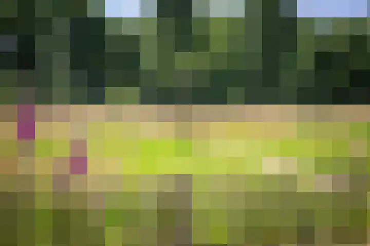 Scheggertdijk 84 Almen thumbnail 24