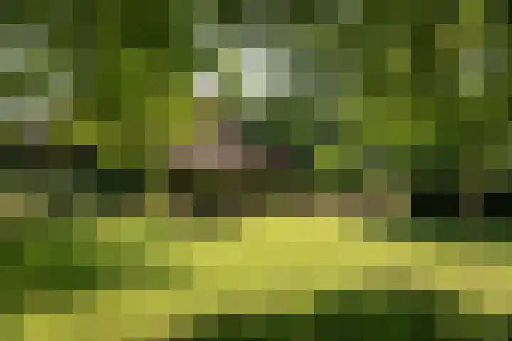 Scheggertdijk 84 Almen thumbnail 4