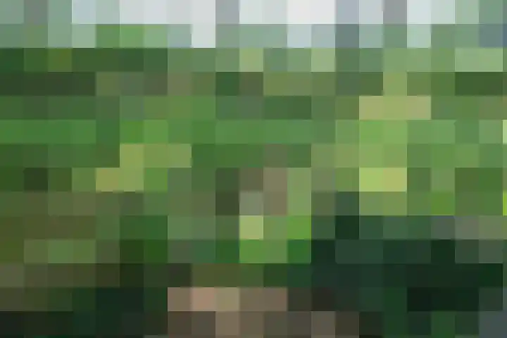 Scheggertdijk 84 Almen thumbnail 56