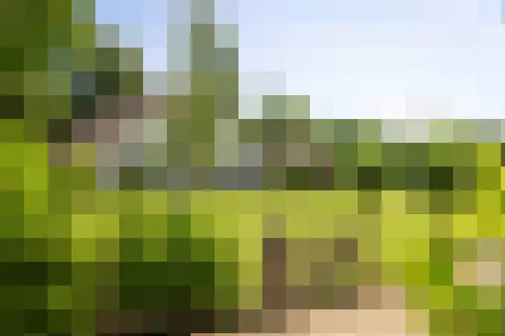Scheggertdijk 84 Almen thumbnail 9