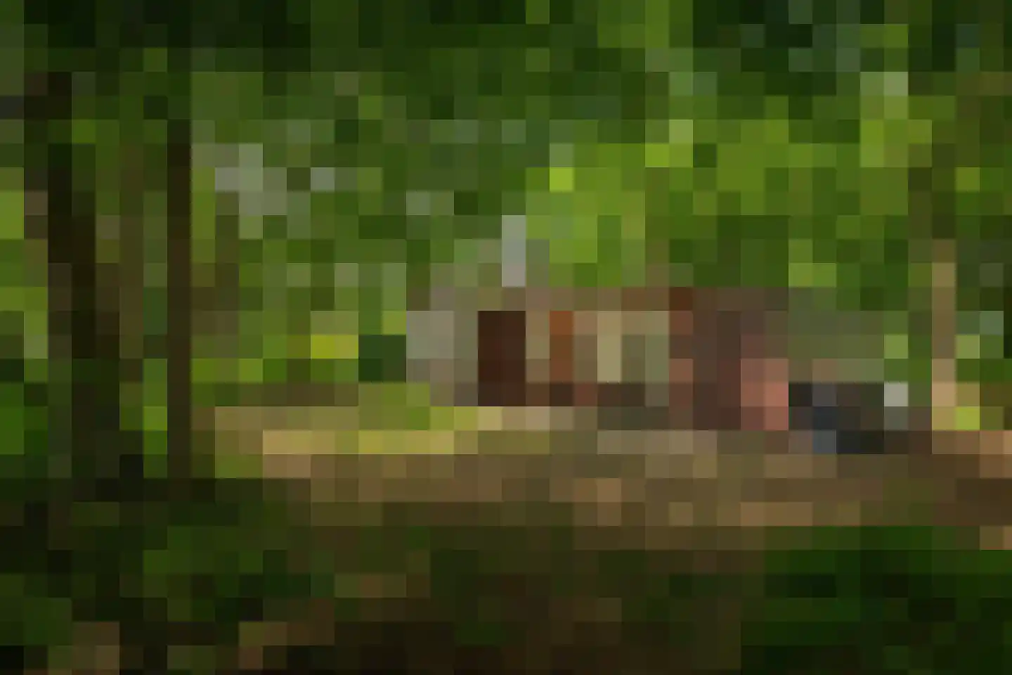 Scheggertdijk 90 Almen thumbnail 10