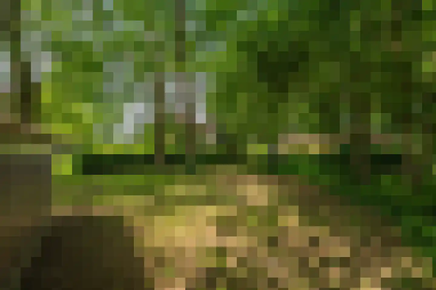 Scheggertdijk 90 Almen thumbnail 11