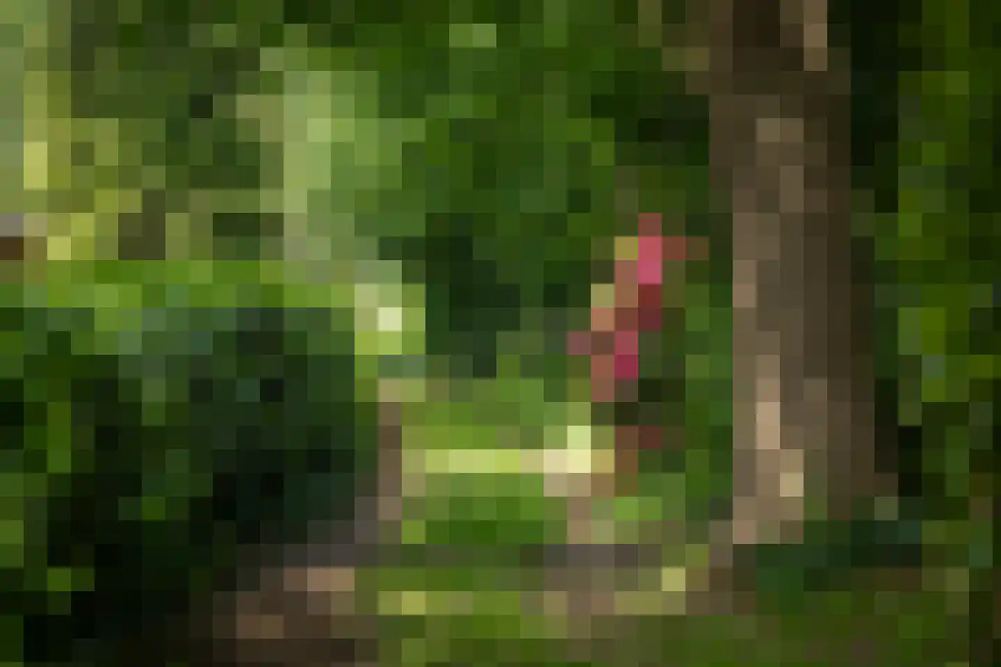 Scheggertdijk 90 Almen thumbnail 8