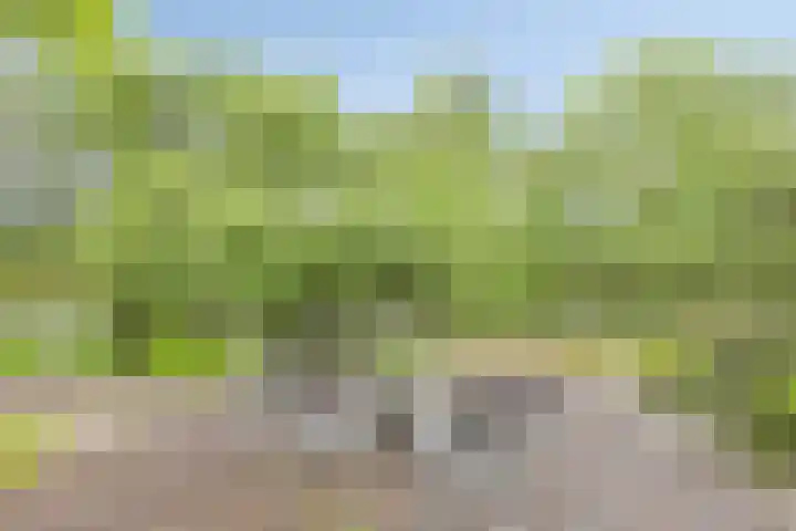 Scheibaan 17 17 Oisterwijk thumbnail 29