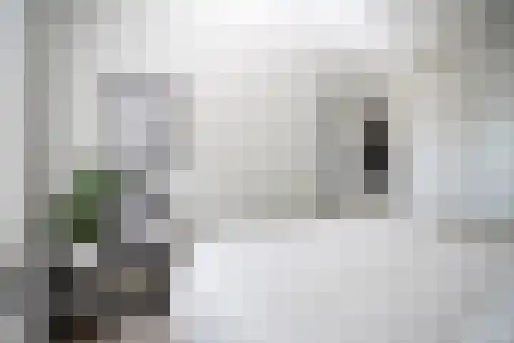 Scheidiuslaan 50 Arnhem thumbnail 28