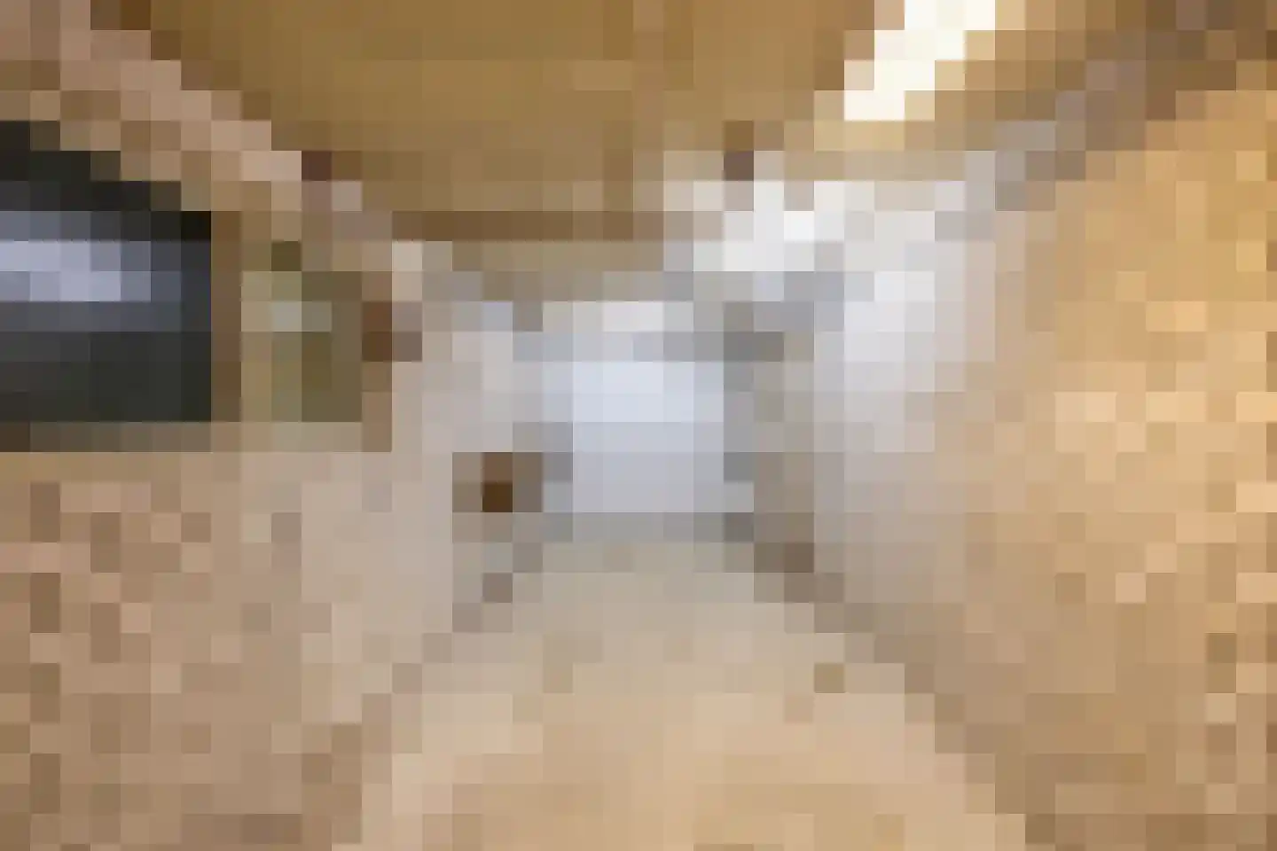 Scheiffart van Merodestraat 19 Limbricht thumbnail 35
