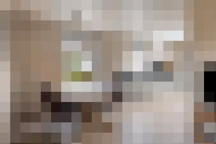 Scheivoor 1 C Ederveen thumbnail 20