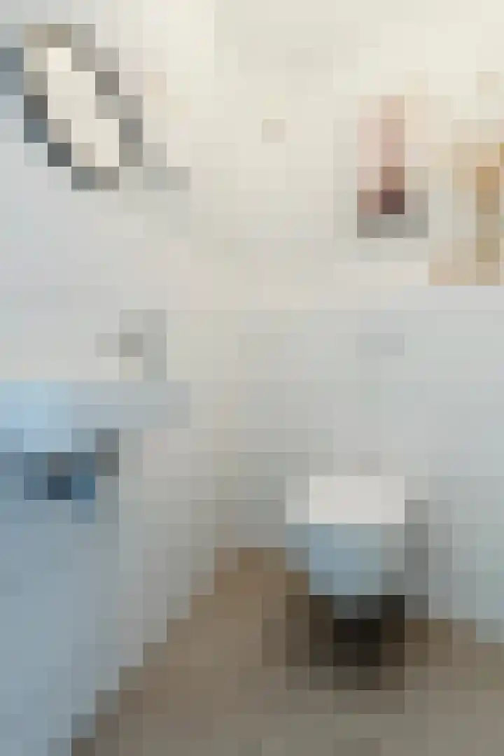 Schelde 11 Hoogeveen thumbnail 11