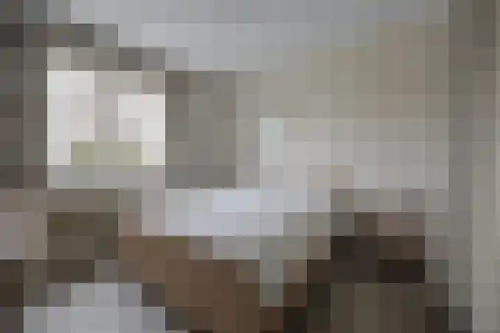 Scheldelaan 12 Hoeven thumbnail 18