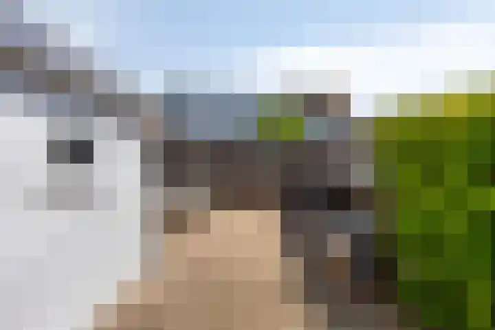 Scheldestraat 100 Goes thumbnail 20