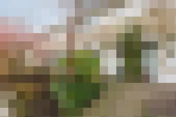 Schelfhoutplantsoen 14 Heerhugowaard thumbnail 6