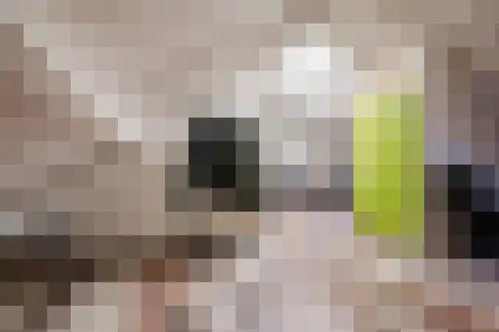 Schelft 7 Reusel thumbnail 38