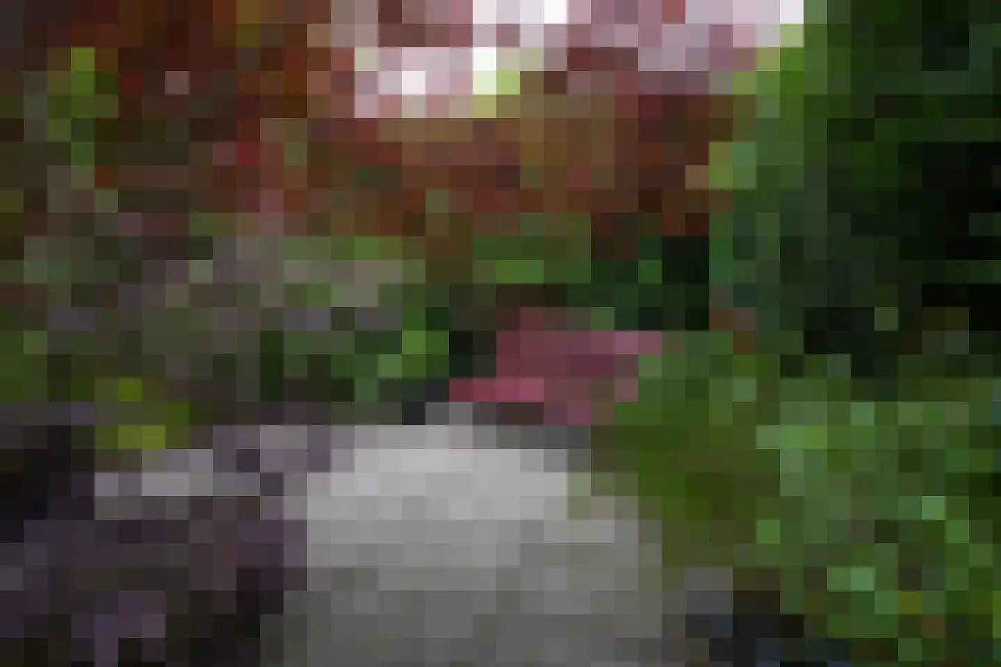 Schelkens-ven 13 Horn thumbnail 29