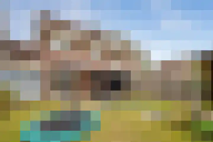 Schelkens-ven 31 Horn thumbnail 37