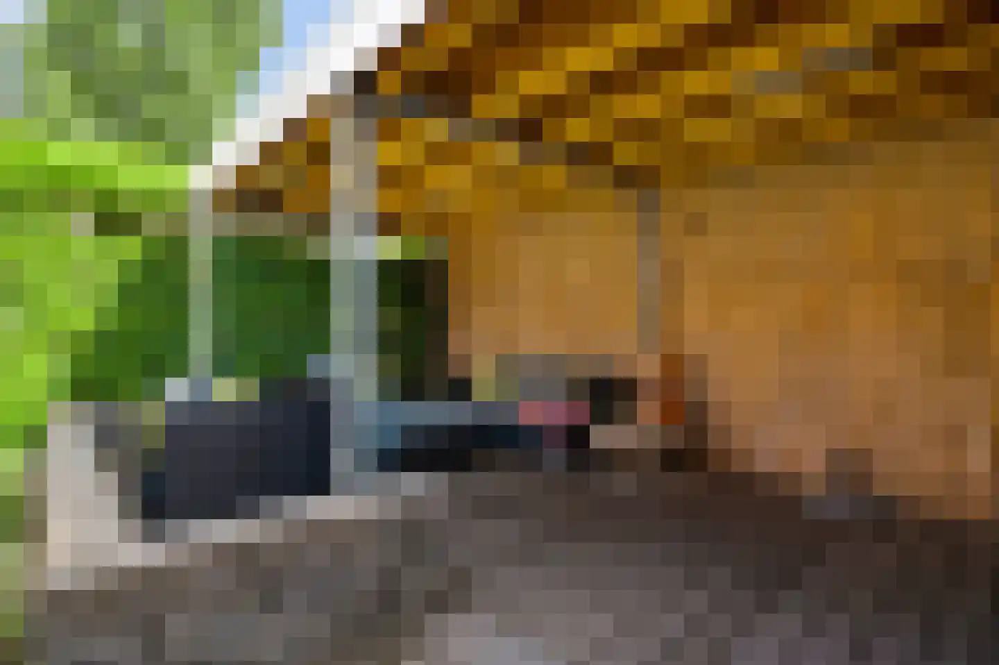 Schelkens-ven 5 Horn thumbnail 33