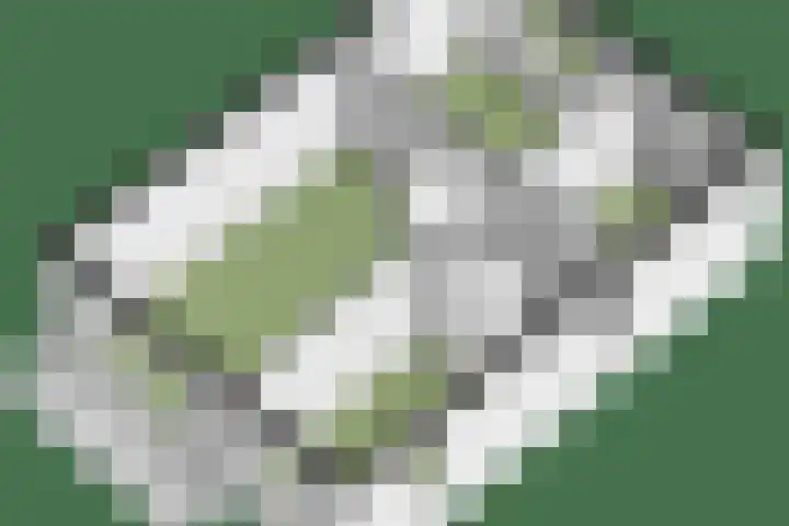 Schellenkrans 8 Zevenaar thumbnail 68