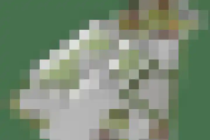 Schellenkrans 8 Zevenaar thumbnail 74