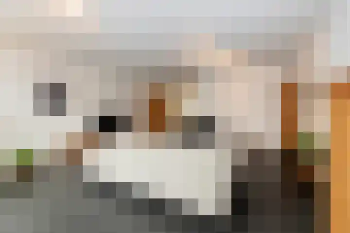 Schelling 10 Uden thumbnail 15