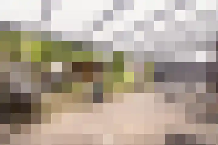 Schelling 10 Uden thumbnail 31