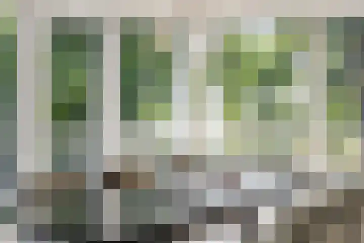 Schelling 20 Herkenbosch thumbnail 13