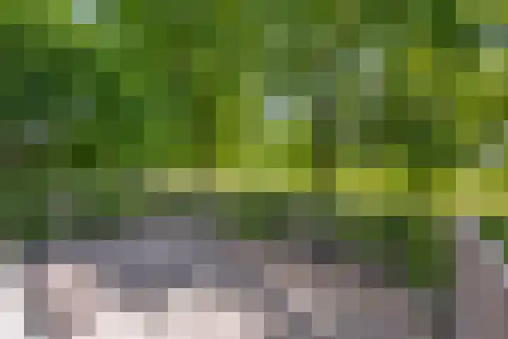 Schelling 20 Herkenbosch thumbnail 31