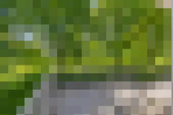 Schelling 20 Herkenbosch thumbnail 32