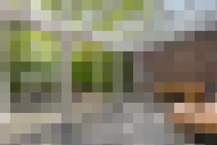 Schelling 20 Herkenbosch thumbnail 34