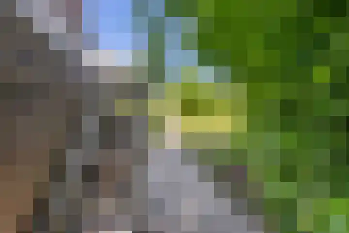 Schelling 20 Herkenbosch thumbnail 40