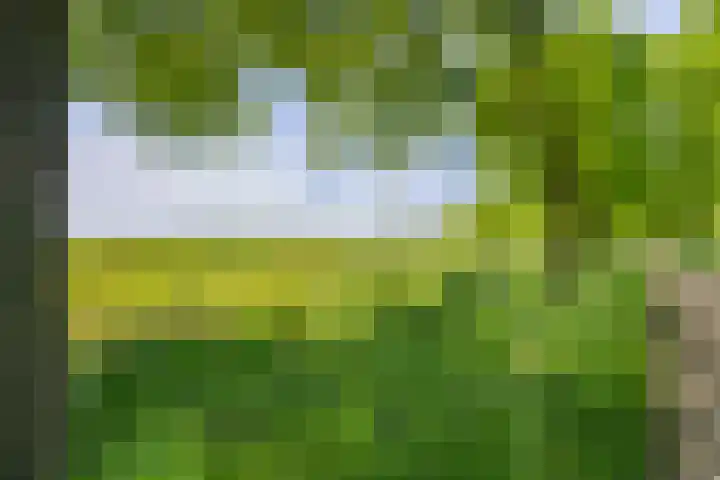 Schelling 20 Herkenbosch thumbnail 45