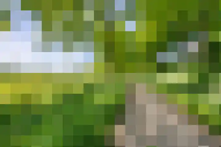 Schelling 20 Herkenbosch thumbnail 46