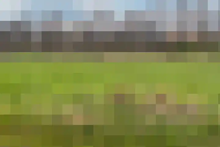 Schelling 20 Herkenbosch thumbnail 47